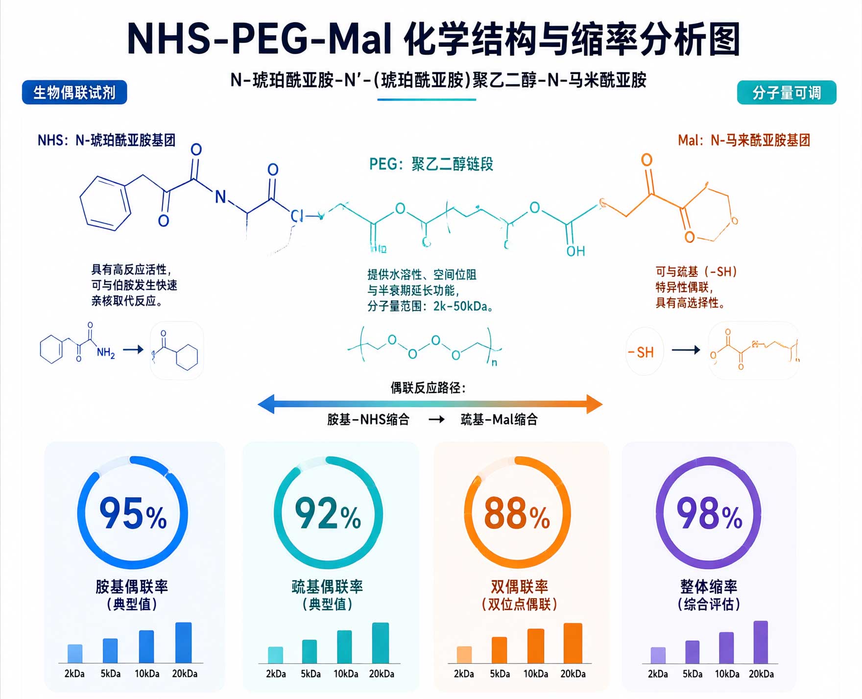 NHS-PEG-Mal，Maleimide-PEG-NHS，马来酰亚胺-聚乙二醇-活性酯