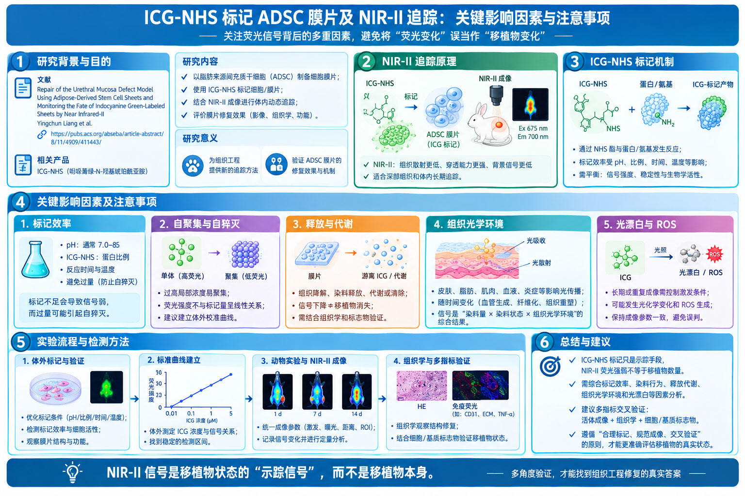 ICG-NHS 标记脂肪干细胞膜片，借助NIR-II成像追踪体内移植物状态