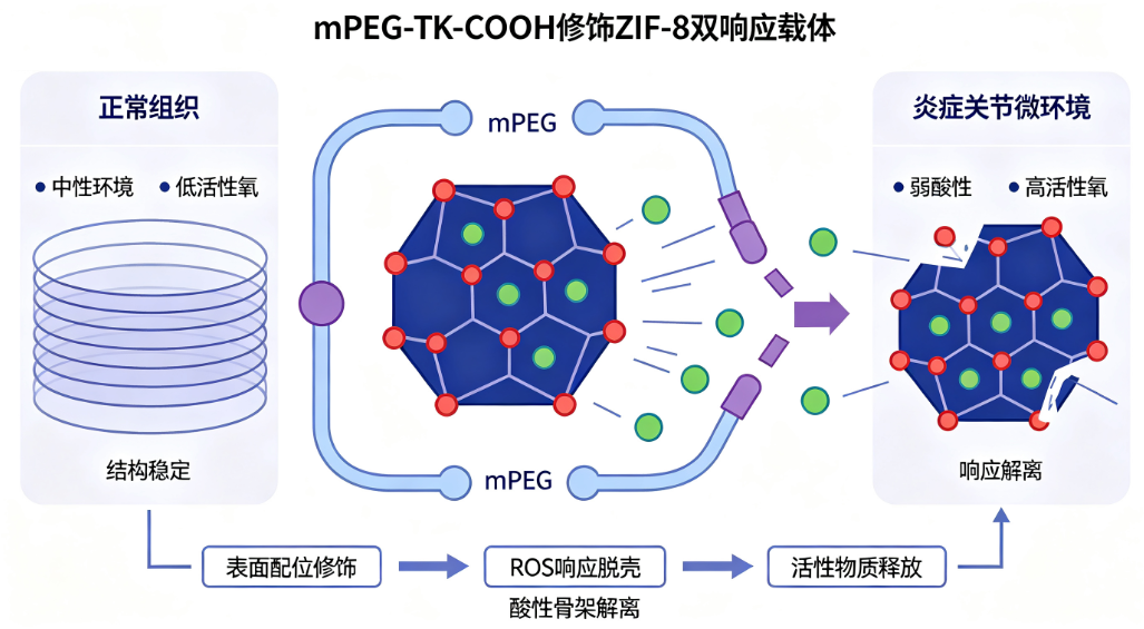 mPEG-TK-COOH修饰ZIF-8，构建双响应纳米载体用于关节部位研究