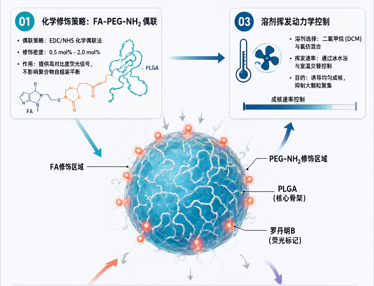 FA-PEG-NH2修饰双面纳米载体，实现靶向并负载小檗碱构建多功能纳米体系