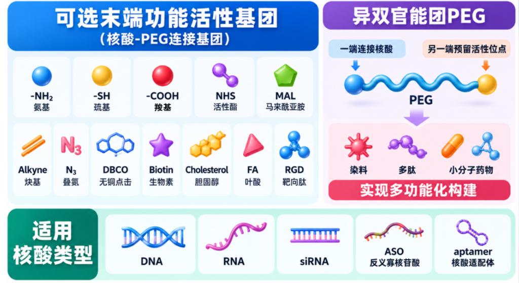 PEG修饰核酸定制：多种PEG结构与功能基团可选