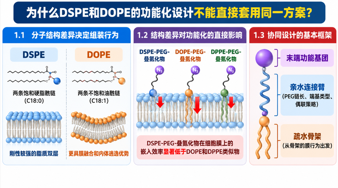 DSPE/DOPE功能化磷脂定制合成：多官能团修饰、PEG链长调控与靶向分子偶联技术解析