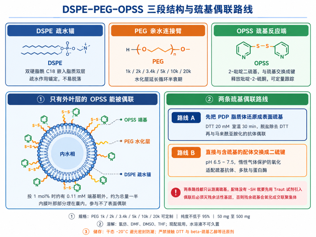 DSPE-PEG-OPSS，吡啶基二硫化物活化PEG磷脂，磷脂-聚乙二醇-邻吡啶二硫基靶向修饰